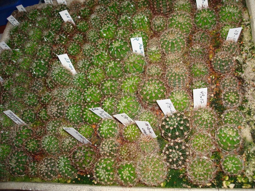 Eigene Echinopsis/Kindelanzucht 1.jpg